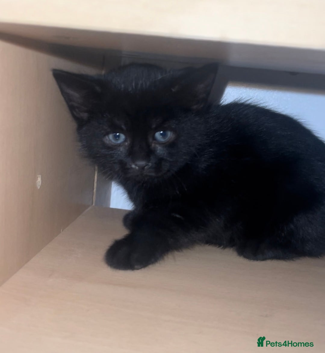 Domestic Shorthair cats for sale: 1 Domestic Shorthair Female Kitten & 1 BlackKitten - Advert 4