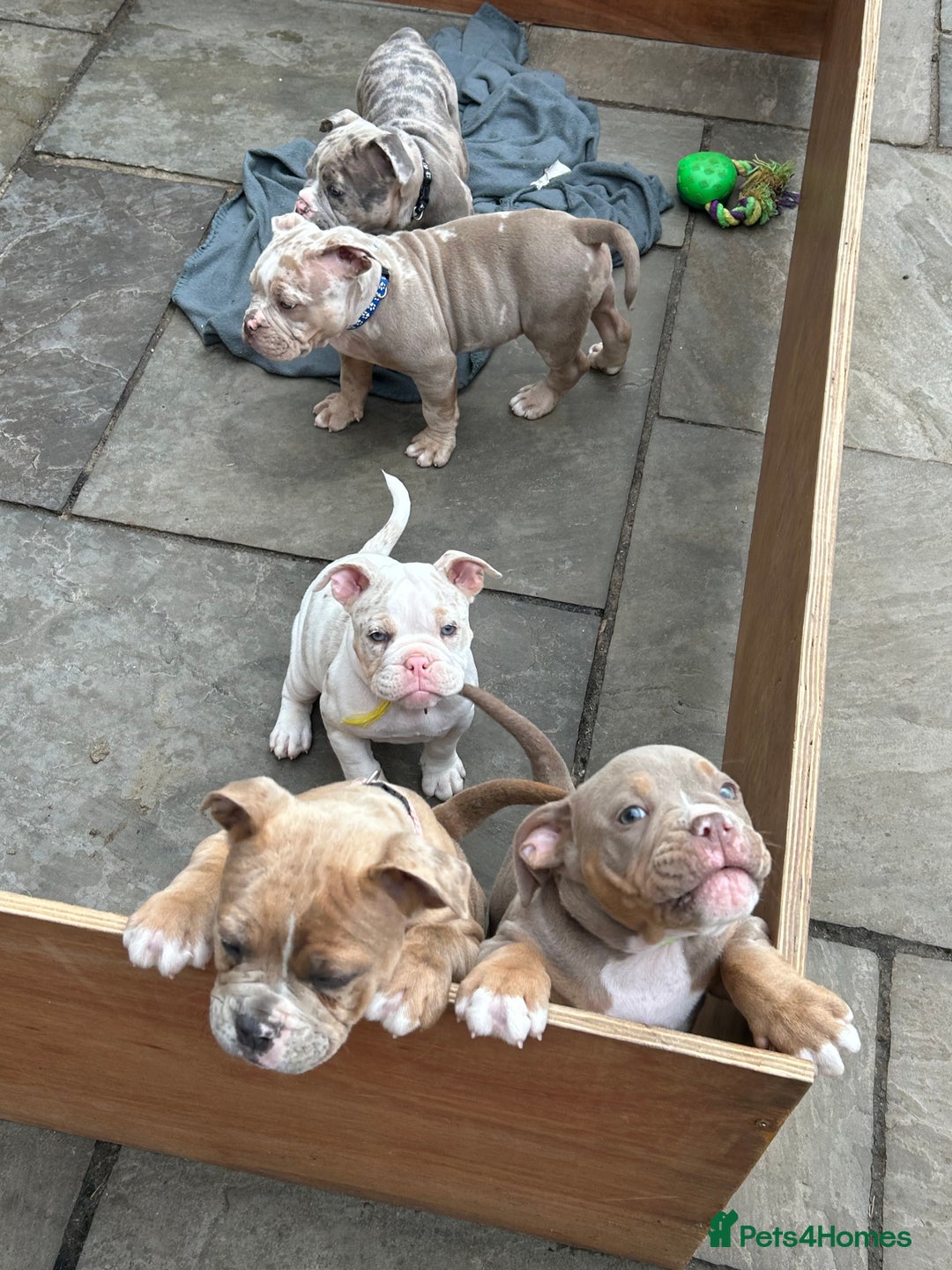 Olde English Bulldogge dogs for sale: Olde English bulldoge pups  - Image 22