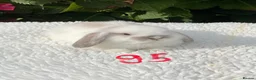 Mini Lop rabbits for sale: Pure bred mini lops baby rabbits . - Advert 24
