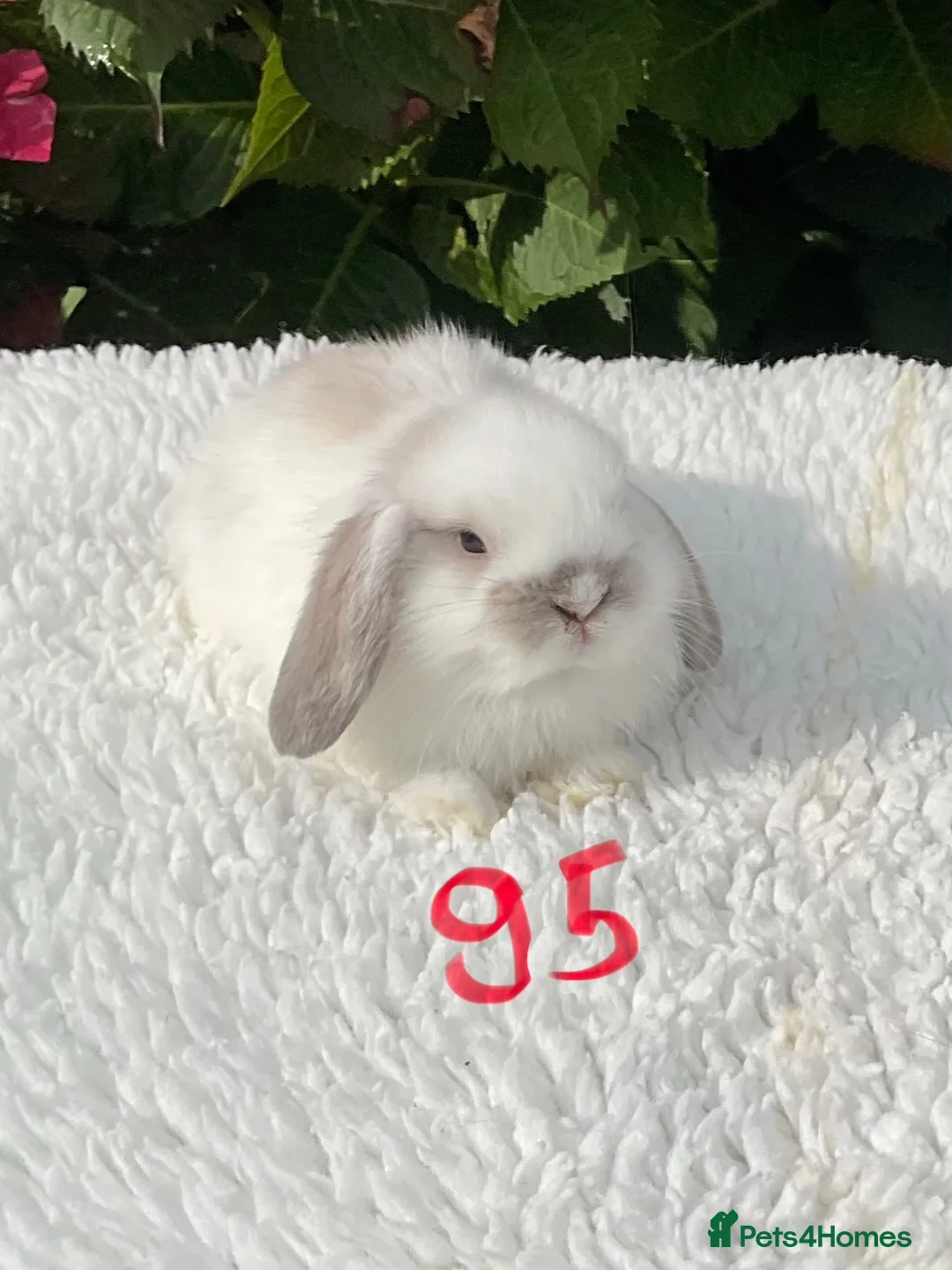 Mini Lop rabbits for sale: Pure bred mini lops baby rabbits . - Advert 24