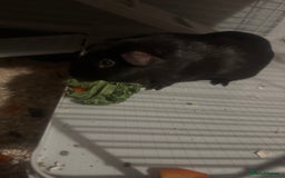 Guinea Pig rodents for sale: Male guinea pig  - Image 2