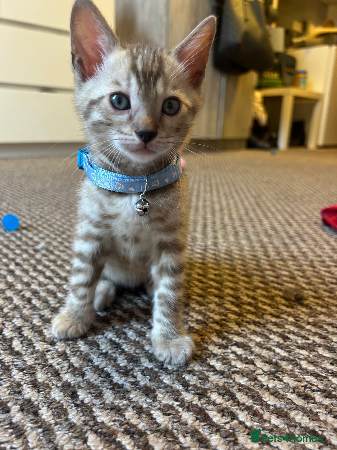 Bengal cats for sale: Bengal kitten - Advert 2