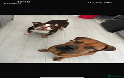 Mixed Breed dogs for sale: ❤️Loving Home Wanted for our Beloved Diego❤️ - Image 7