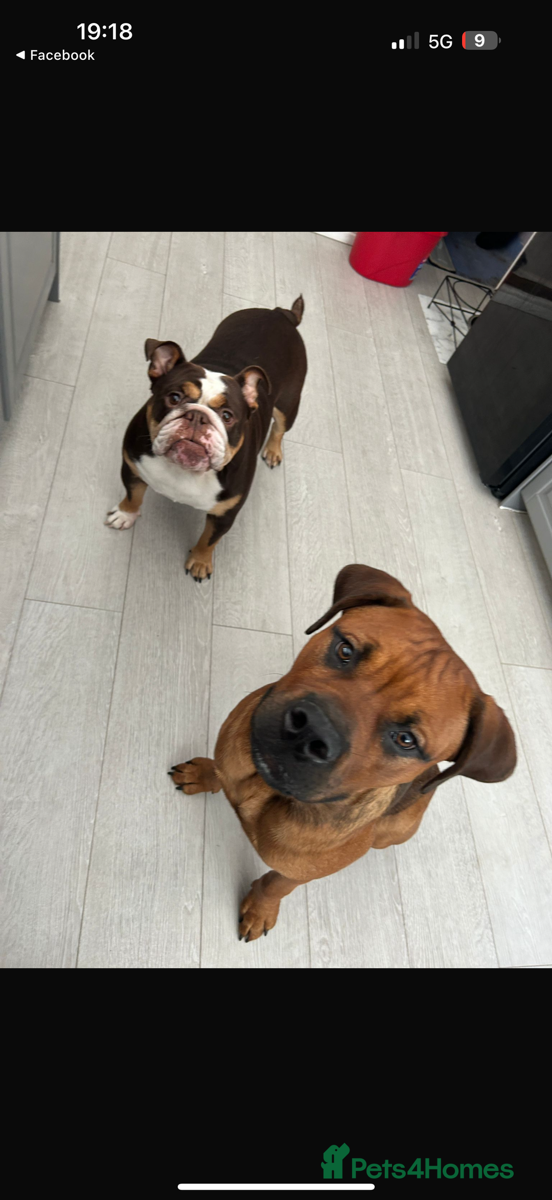 Mixed Breed dogs for sale: ❤️Loving Home Wanted for our Beloved Diego❤️ - Image 7