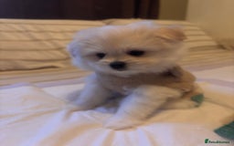 Pomapoo dogs for sale: Pomapoo Puppy - Advert 12