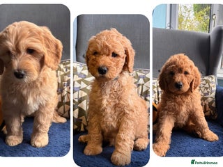 Mixed Breed dogs Mini Golden Doodle’s - Advert 2