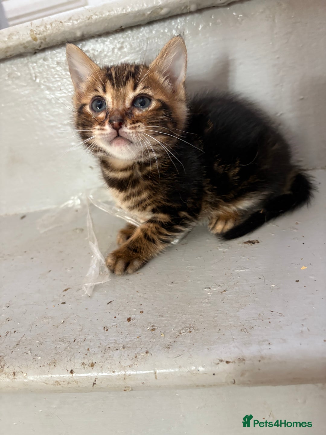 Bengal cats for sale: Snow and charcoal Bengals Registered - Image 13