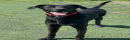 Labrador Retriever dogs for adoption: Prince - 4 years waiting for a home - Advert 4