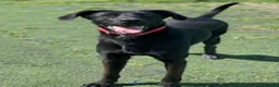 Labrador Retriever dogs for adoption: Prince - 4 years waiting for a home - Advert 4