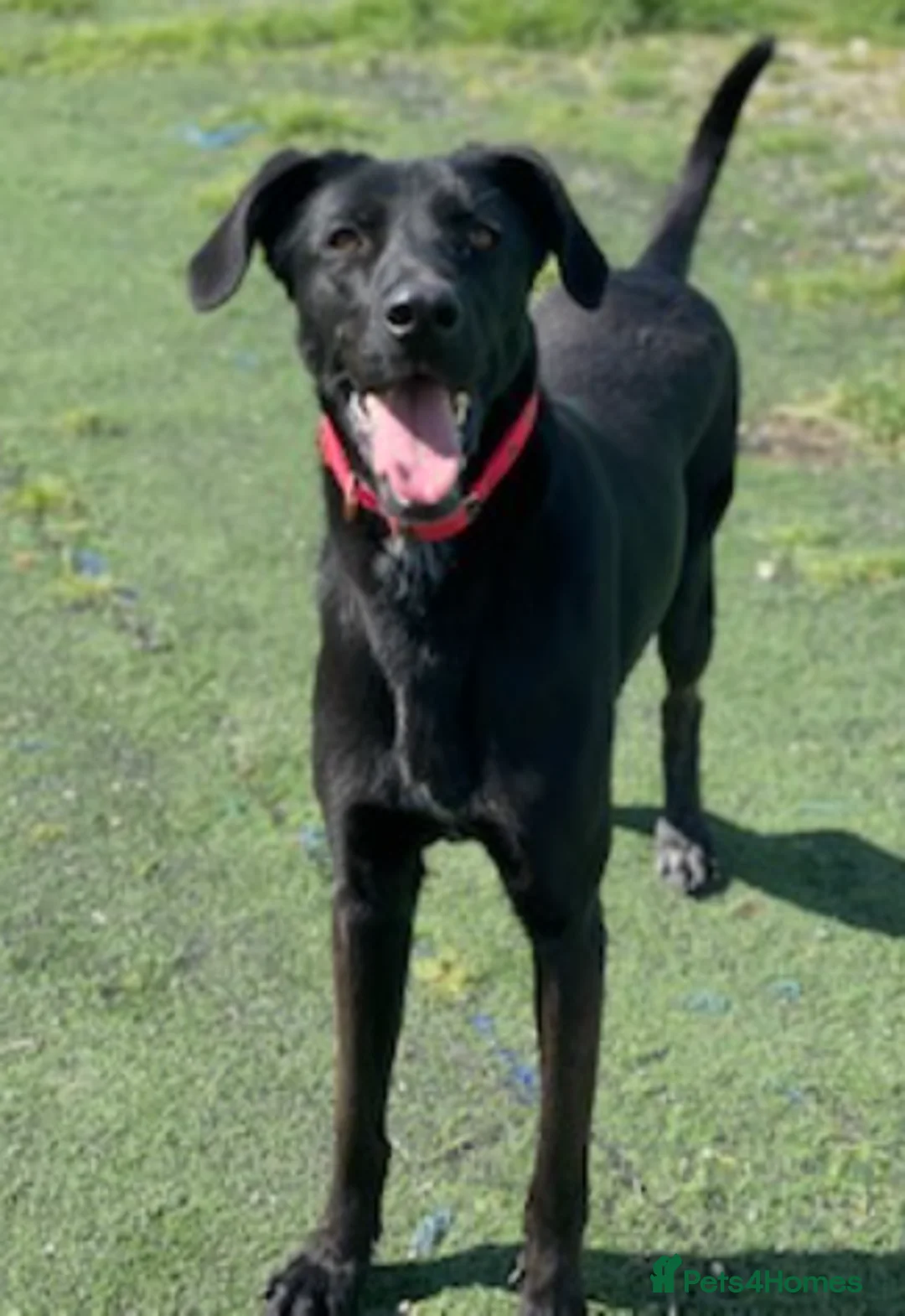 Labrador Retriever dogs for adoption: Prince - 4 years waiting for a home - Advert 4
