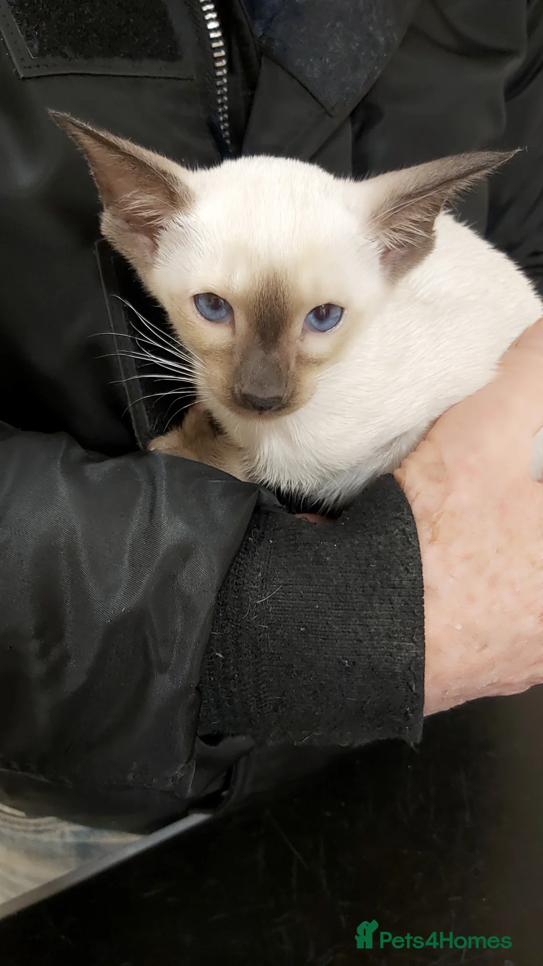 Oriental cats for sale: Full Pedigree Oriental 6 Kittens XL size ears GCCF - Advert 17