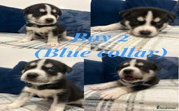 Siberian Husky dogs for sale: Husky cross pups! - Image 4