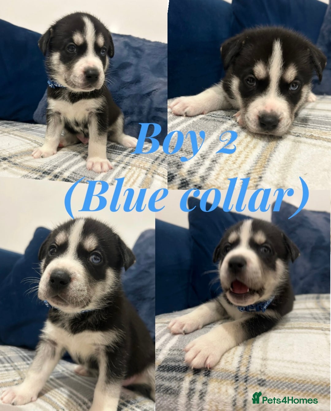 Siberian Husky dogs for sale: Husky cross pups! - Image 4