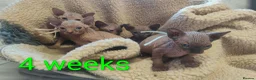 Sphynx cats for sale: Canadian Sphynx Tica registered,Blue eyes. - Advert 13