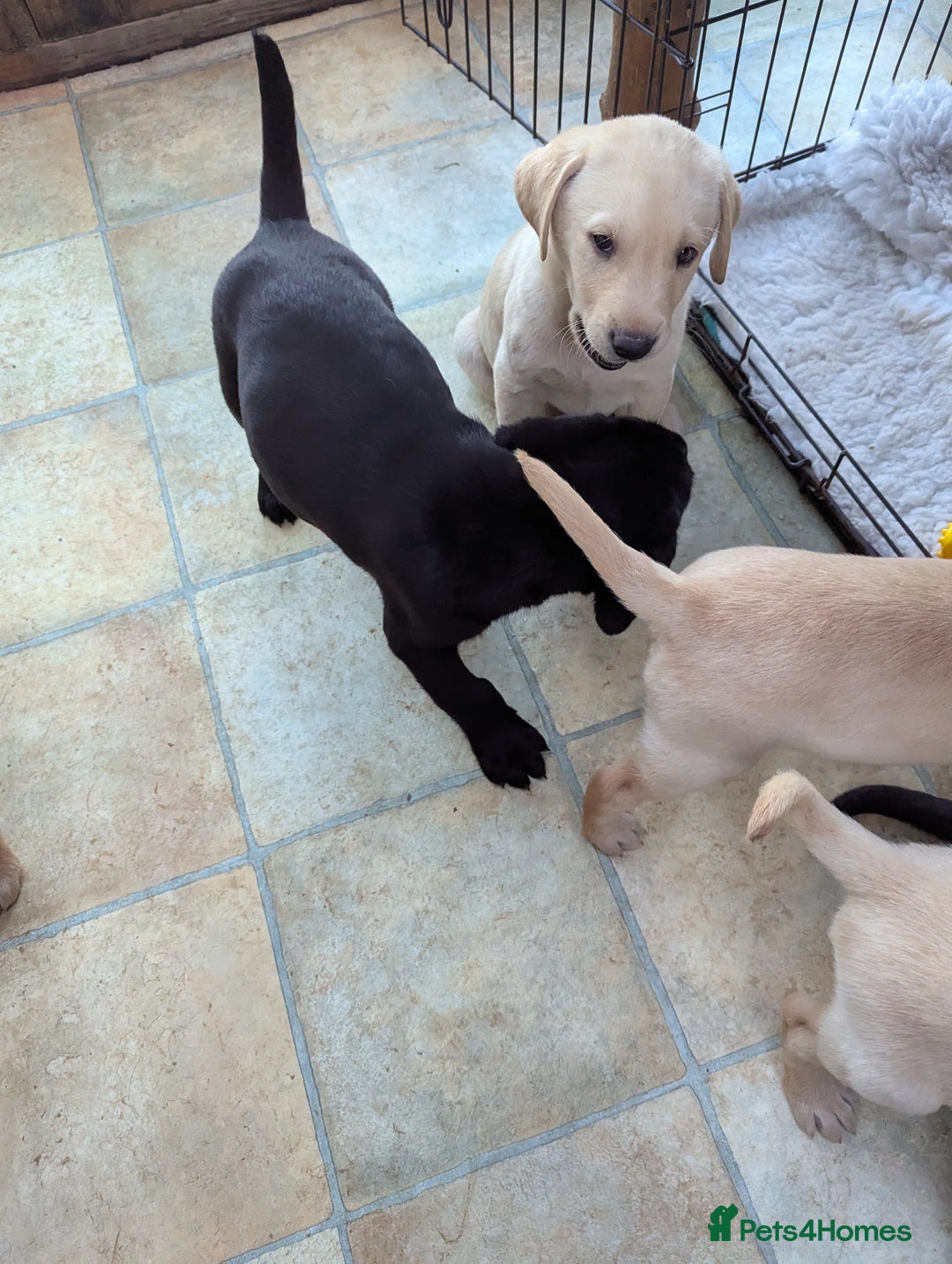 Labrador Retriever dogs for sale: 7 K C registered Chunky Labrador puppies  - Advert 10