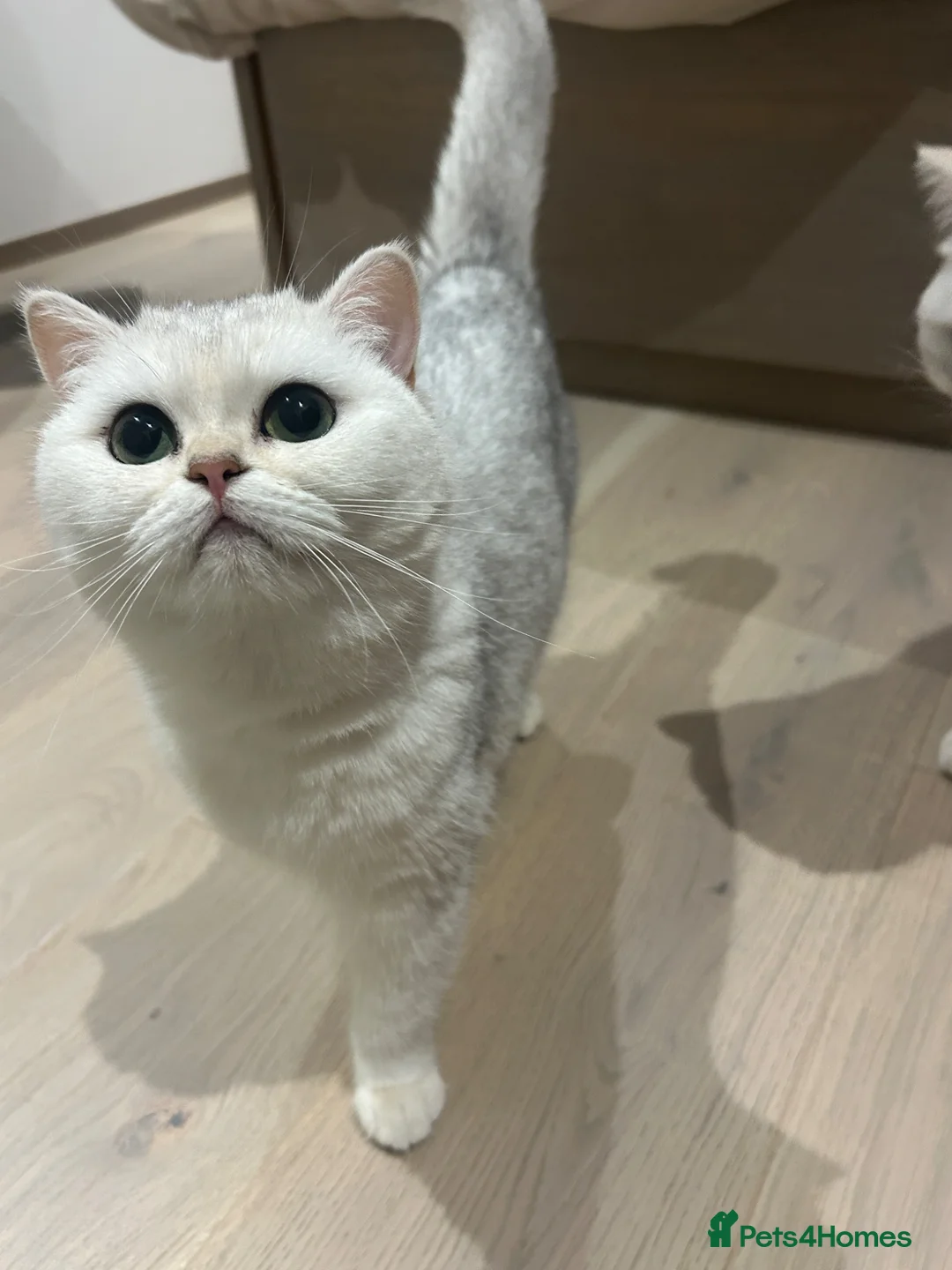 British Shorthair cats for sale: Bonded Pair of British Shorthairs - Advert 7