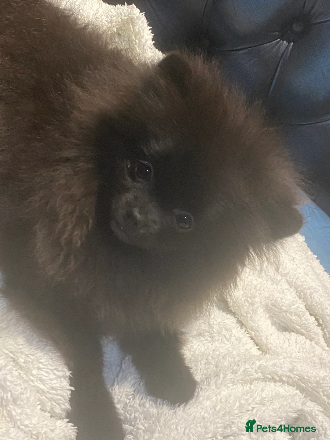 Pomeranian dogs for sale: Adorable fluffy pom puppies - Advert 25