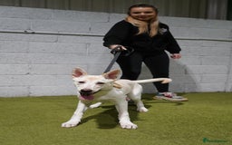 Belgian Shepherd Dog dogs for sale: ZYLA - Belgian Malinois - Image 2