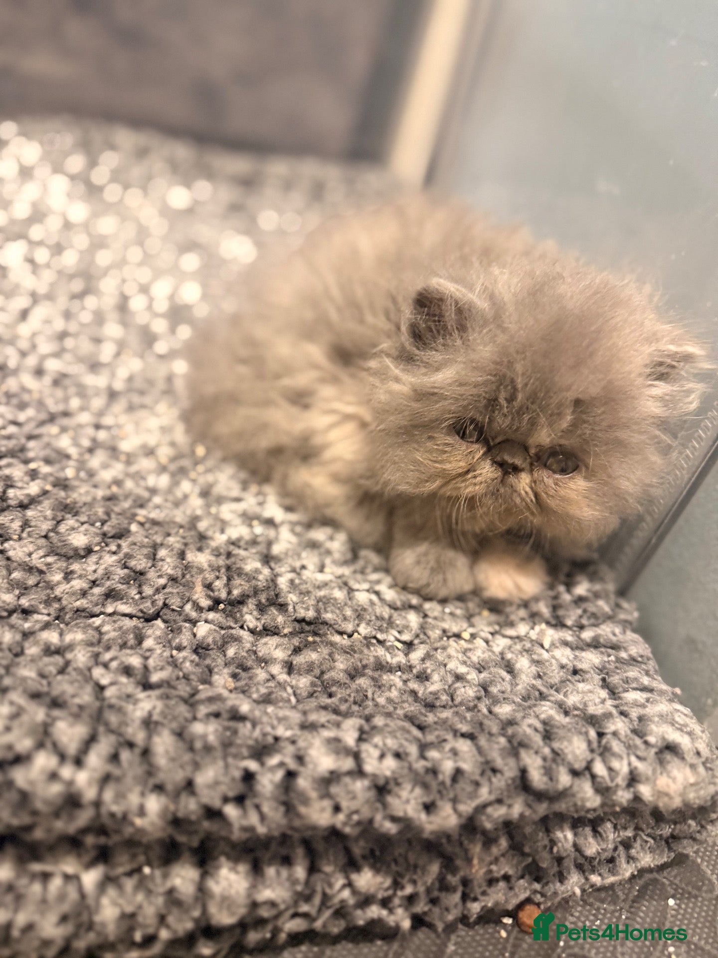 Persian cats GCCF Registered Blue Persian Kittens  - Advert 2