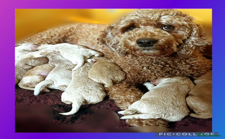 Australian Labradoodle dogs - Advert 1