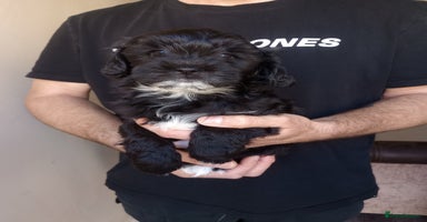 Shihpoo dogs - Advert 10
