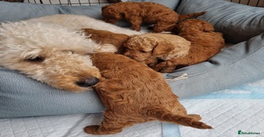 Miniature Poodle dogs in London - Advert 2