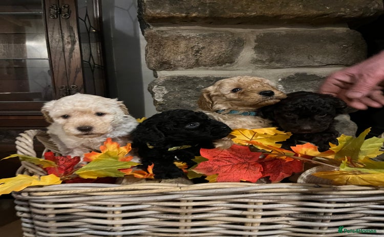 Miniature Poodle dogs Very well bred KC Miniature Poodles - Advert 1