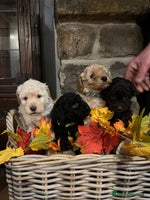 Miniature Poodle dogs Very well bred KC Miniature Poodles - Advert 4