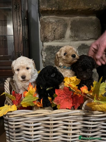 Miniature Poodle dogs Very well bred KC Miniature Poodles - Advert 1