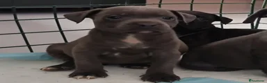 Staffordshire Bull Terrier 6