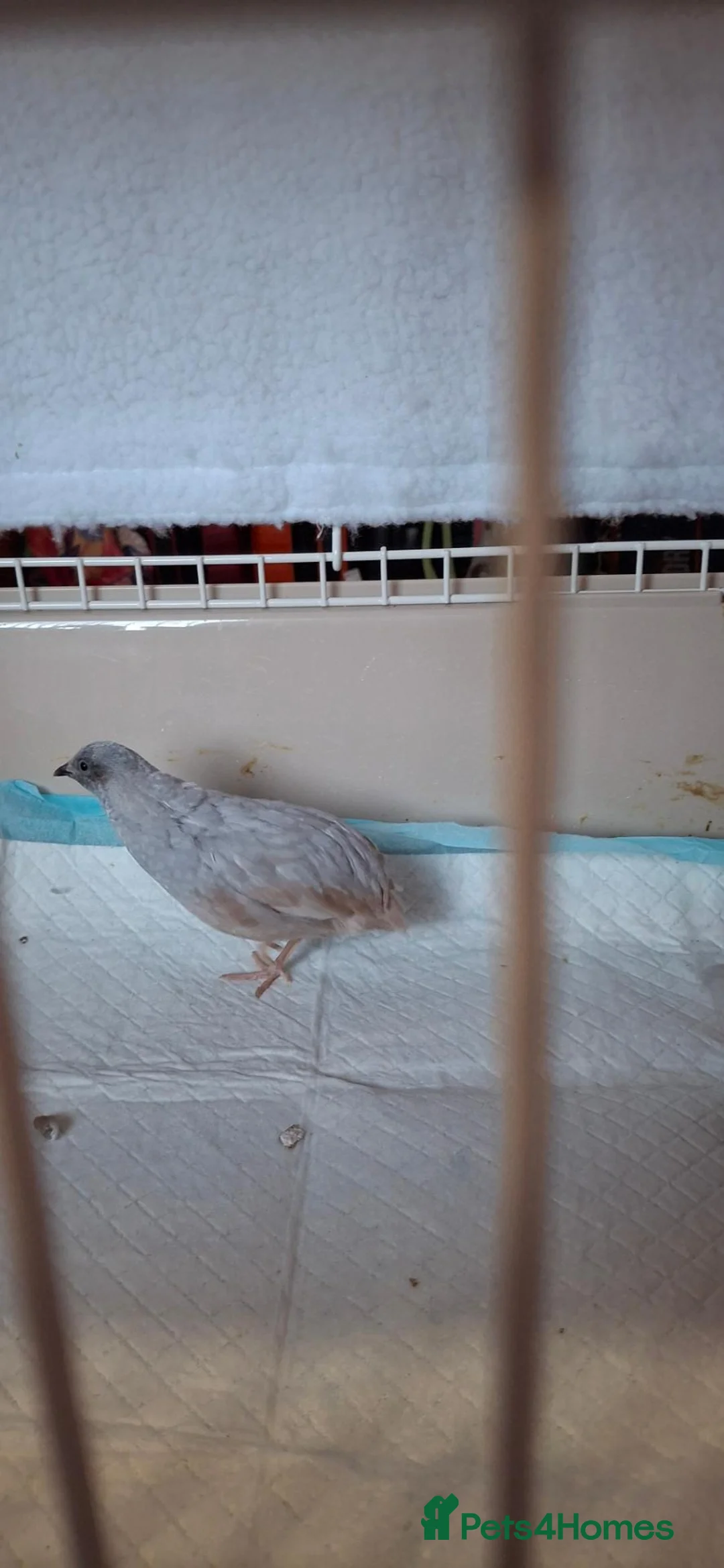 Quail poultry for sale: Silver Button Quail in Leicester - Advert 5