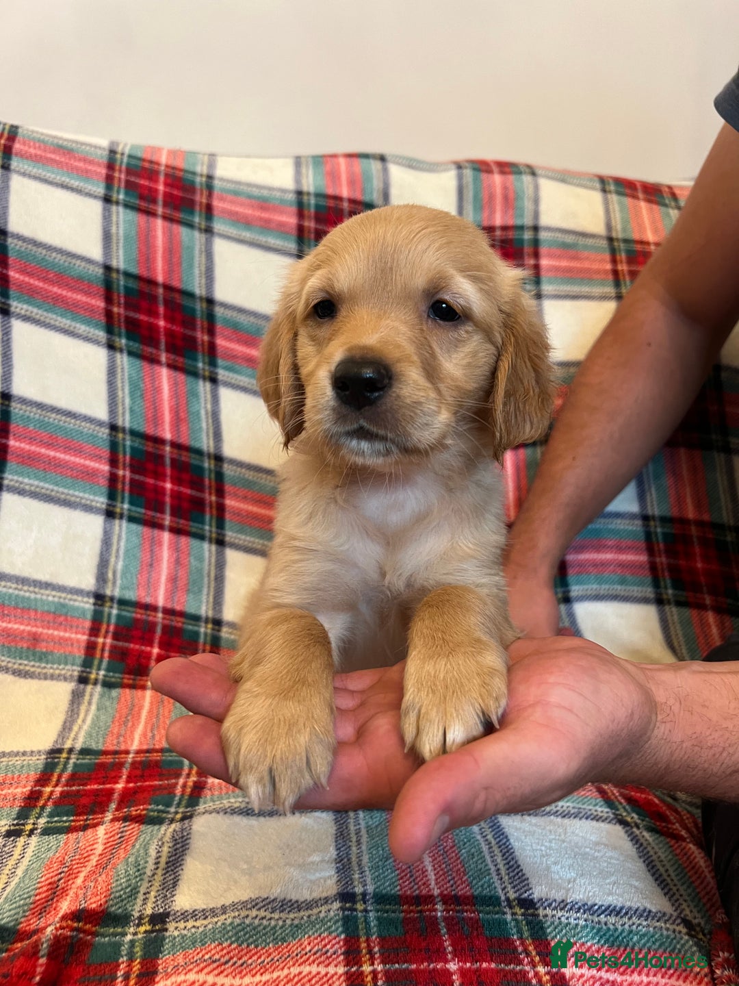 Golden Retriever dogs for sale: KC Registered Golden Retrievers  - Image 20
