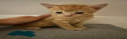 Persian cats for sale: Beautiful Persian x Maine coon Kittens - Advert 3