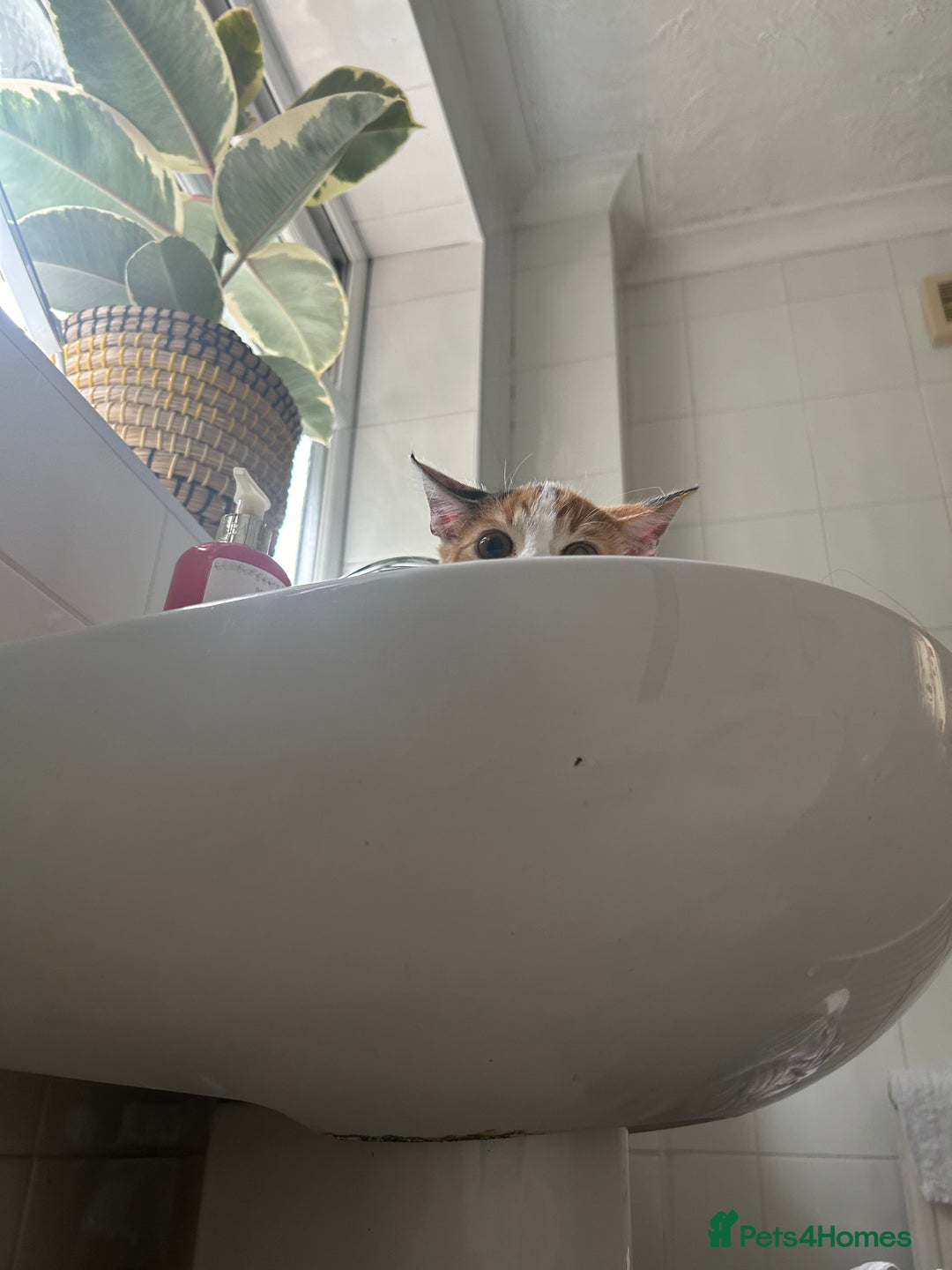 Domestic Shorthair cats for sale: Female Calico - Image 10
