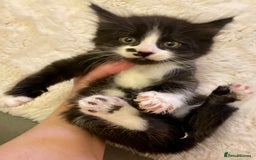 Turkish Angora cats for sale: Turkish angora kitten  - Image 3