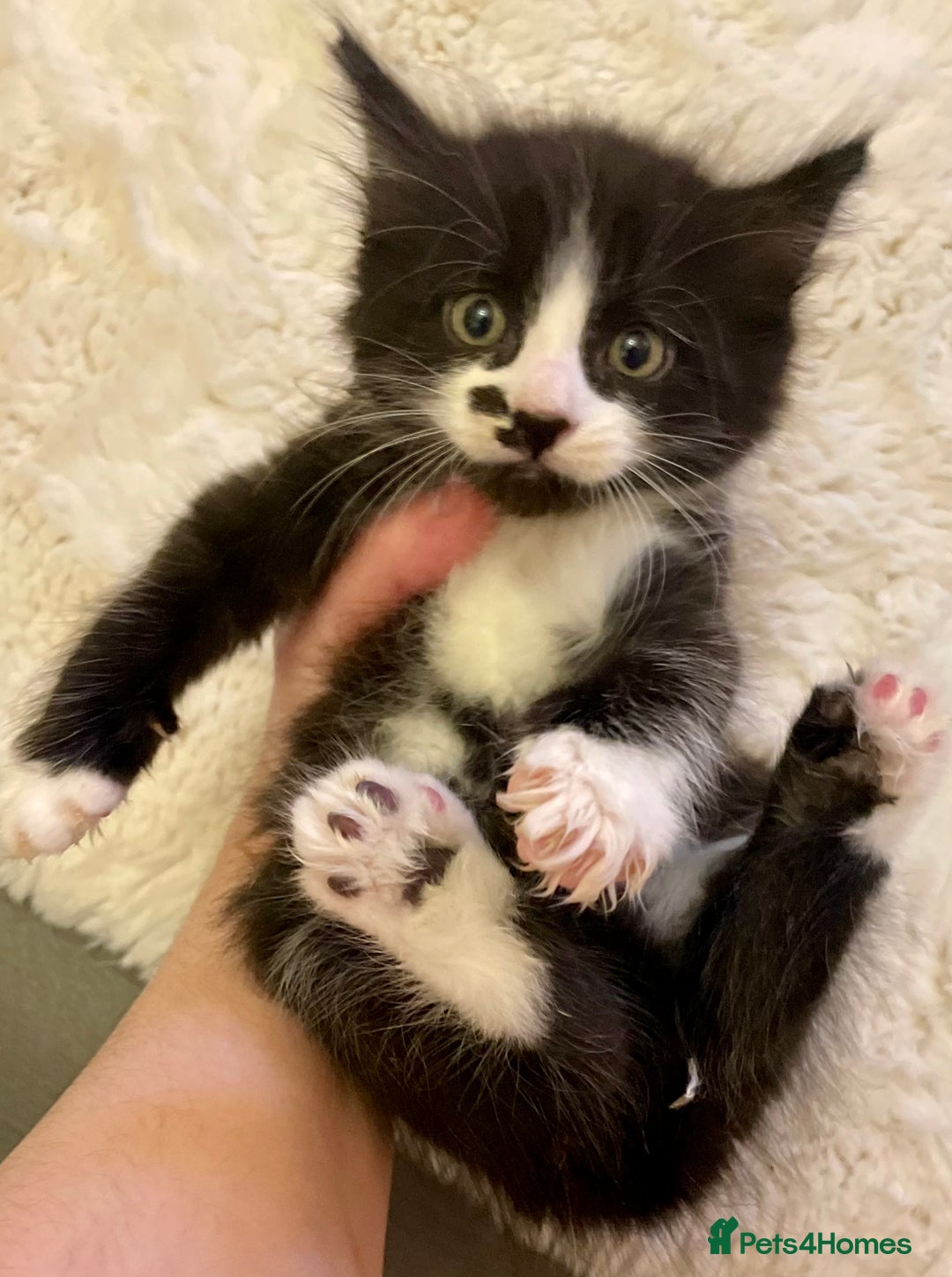 Turkish Angora cats for sale: Turkish angora kitten  - Image 3