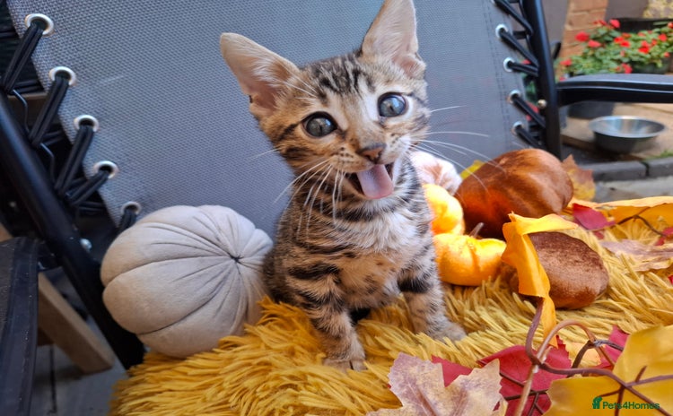 Bengal cats - Advert 2