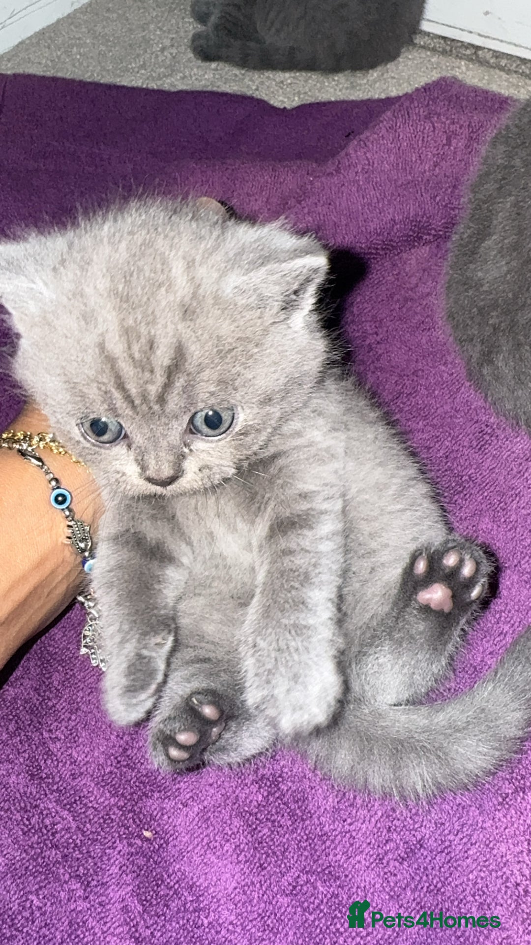 British Shorthair cats for sale: British short hair kittens - Advert 3