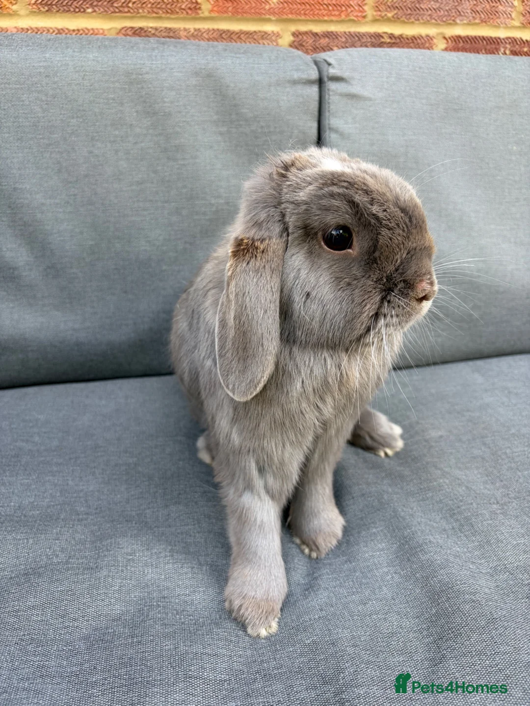 Mini Lop rabbits for sale: Two spayed sister minilops - Star and Lily  in Hook - Advert 8