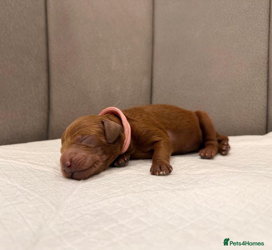 Mini Goldendoodle dogs for sale: Deep Red Mini Goldendoodle  - Advert 7