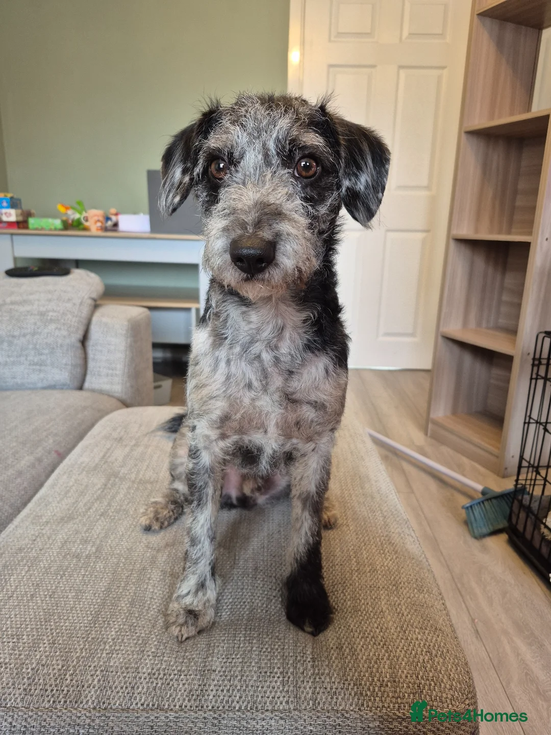 Mixed Breed dogs for adoption: Male Patterdale x Toy Poodle - Advert 2