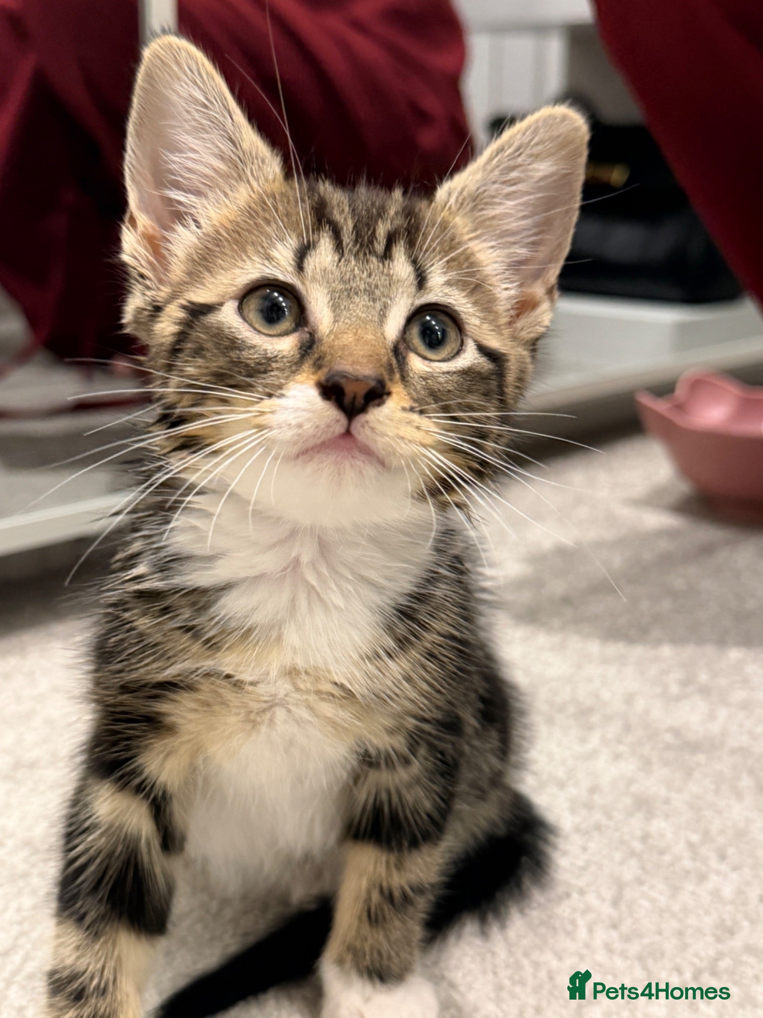 Mixed Breed cats Rare Adorable British Longhair Mix Kittens - Advert 3