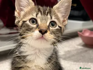 Mixed Breed cats Rare Adorable British Longhair Mix Kittens - Advert 3