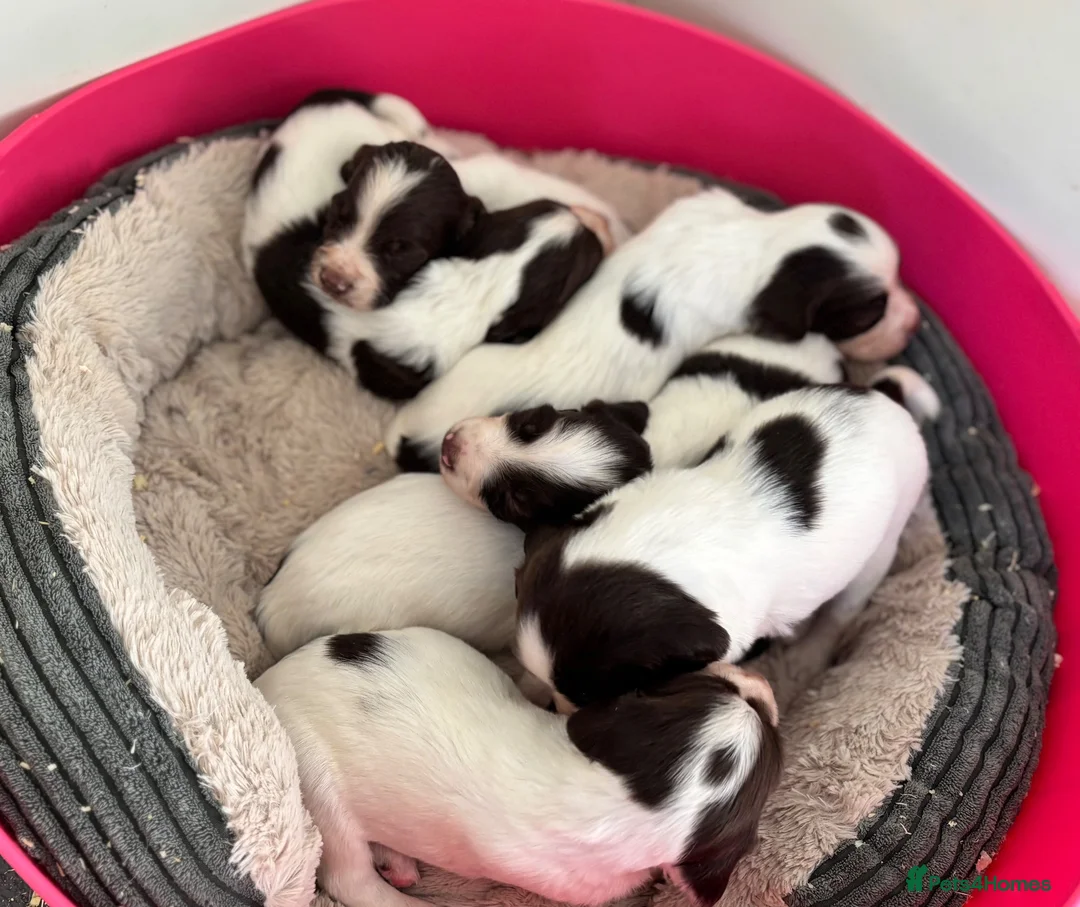 English Springer Spaniel dogs for sale: Gorgeous KC reg,licensed breeder,hereditary clear - Advert 6