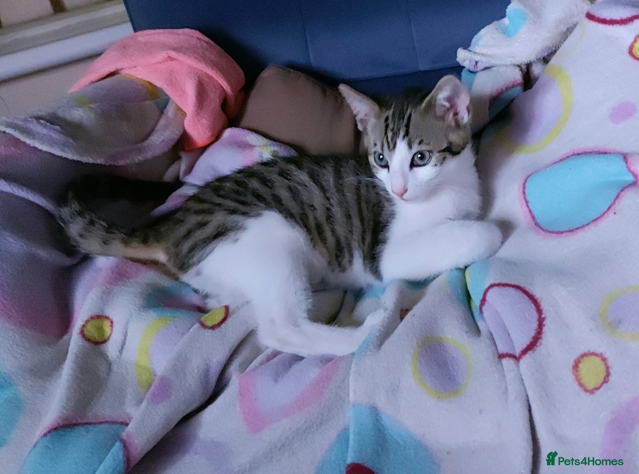 Mixed Breed cats Looking for a Home – Free to the Right Family  - Advert 1