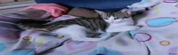 Mixed Breed cats for sale: Looking for a Home – Free to the Right Family  - Advert 1