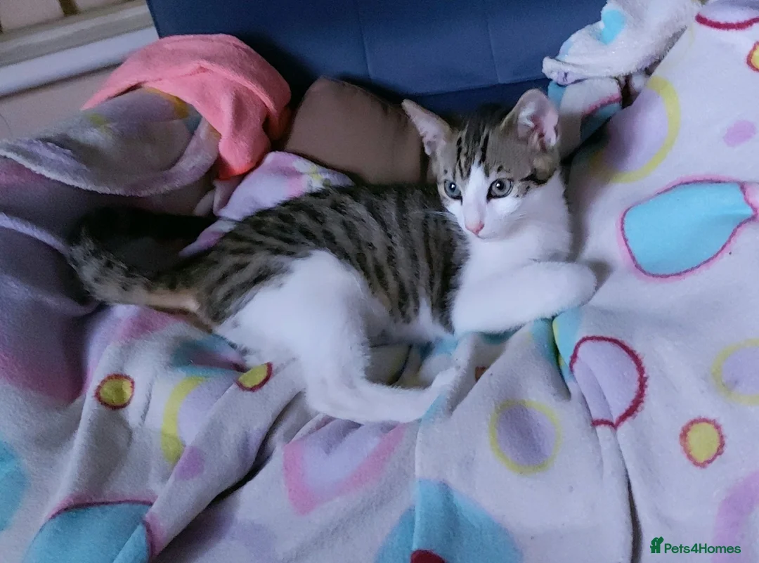 Mixed Breed cats for sale: Looking for a Home – Free to the Right Family  - Advert 1