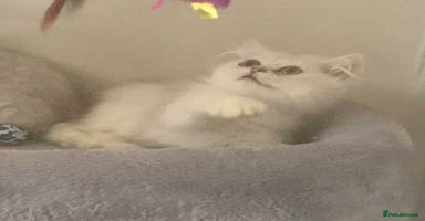 British Longhair cats in Bournemouth - Advert 8