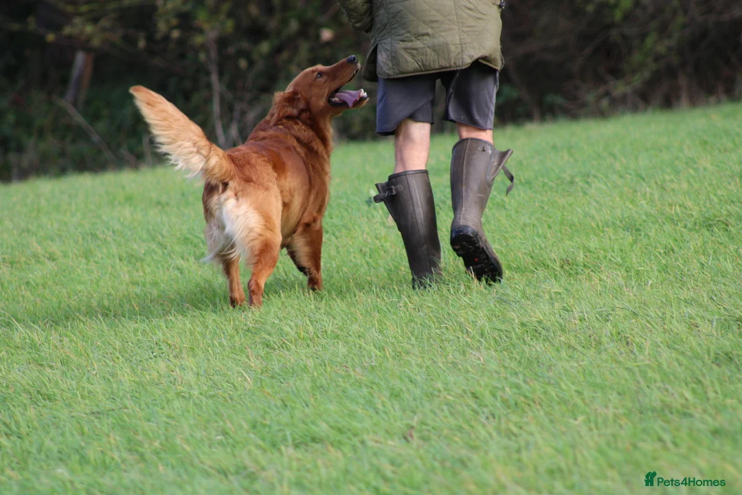 Golden Retriever dogs for stud: EXTENSIVELY health tested with excellent results! in Newark - Advert 28