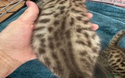 Bengal cats for sale: 4 Gorgeous Bengal Babies - Image 22